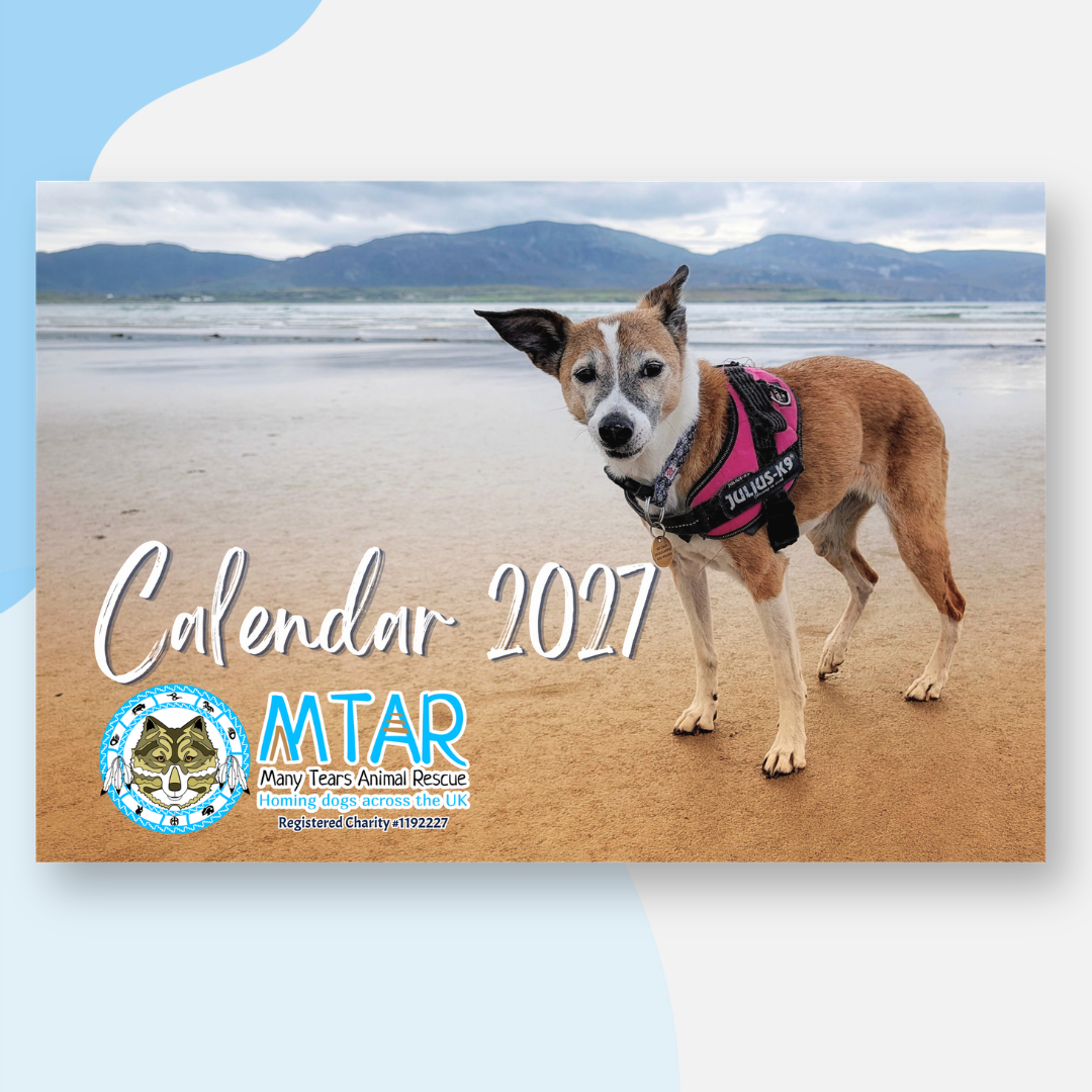 A 2027 calendar cover featuring a dog on a beach with the text 'Calendar 2027' and the MTAR Many Tears Animal Rescue logo. The calendar is shown as a mockup with a light blue and white abstract background.