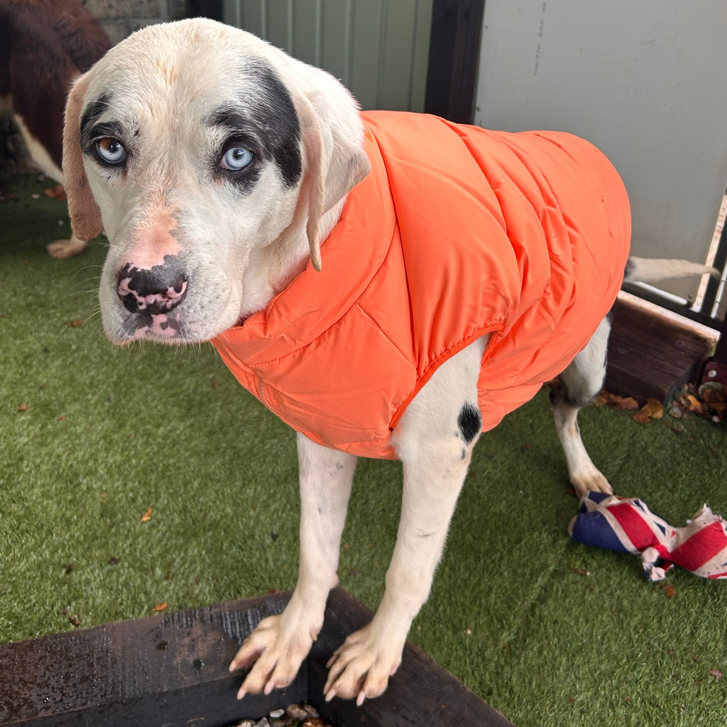 Barc London Original Puffers