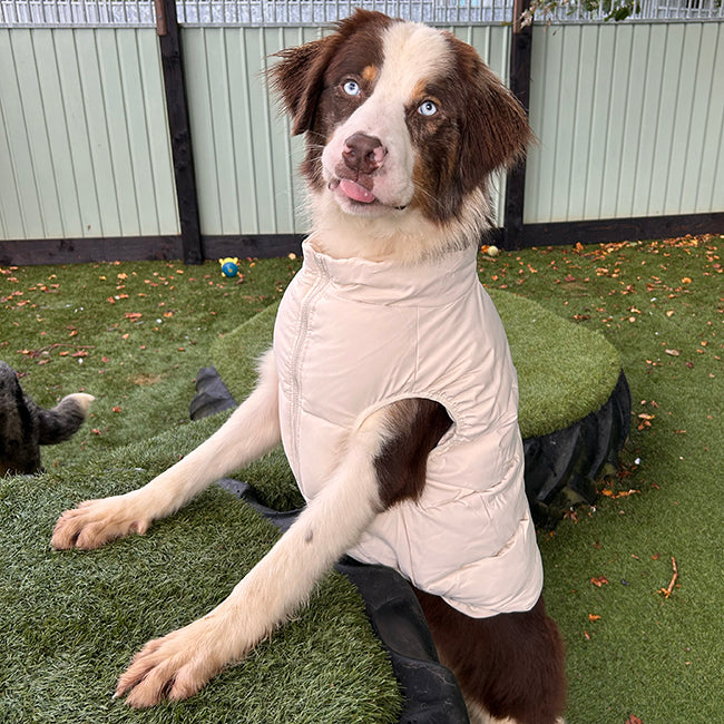 Barc London Original Puffers