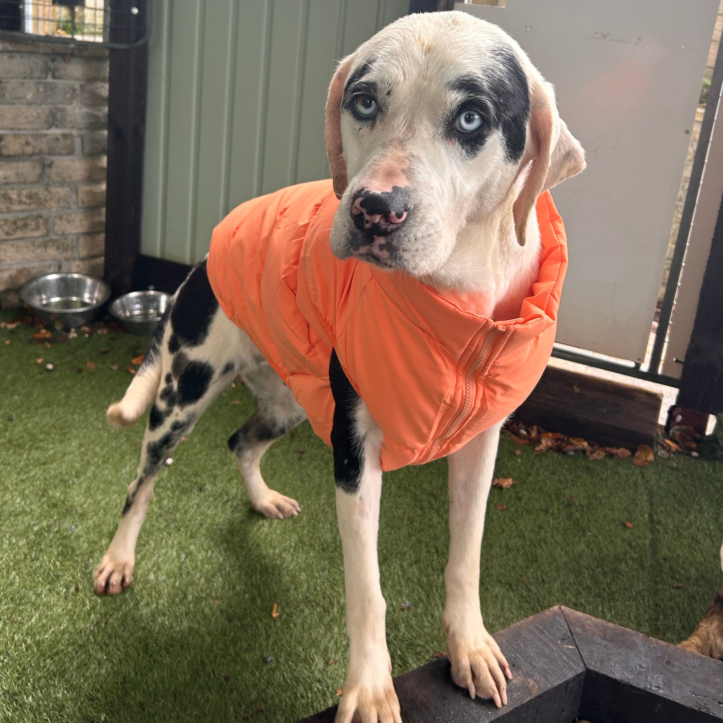 Barc London Original Puffers